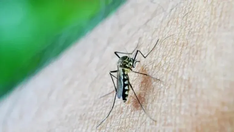 Dengue sin freno: crónica de un récord anunciado y el municipio del norte del GBA asfixiado de mosquitos