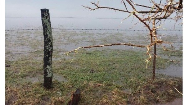 Los daños que ocasionó la fuerte tormenta al sector agropecuario en la ciudad de Bragado