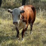 Final feliz para “Valiente”, la vaca que saltó de un camión que iba rumbo a un matadero en el sur del conurbano