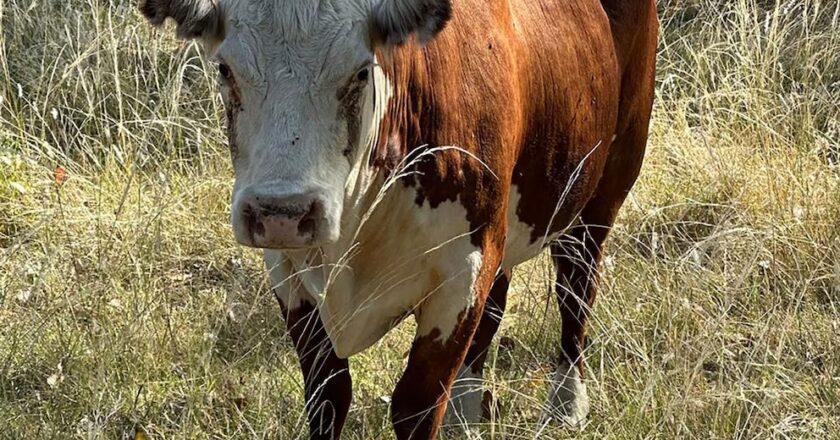 Final feliz para “Valiente”, la vaca que saltó de un camión que iba rumbo a un matadero en el sur del conurbano