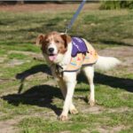 Este sábado, en Plaza Ciudad de Banff: Jornada de Adopción de Perros y Gatos