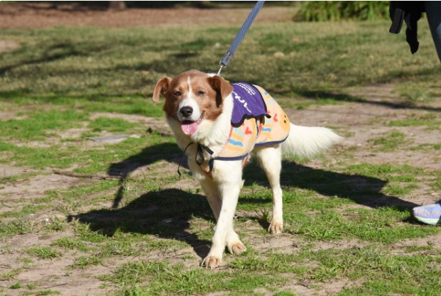 Este sábado, en Plaza Ciudad de Banff: Jornada de Adopción de Perros y Gatos